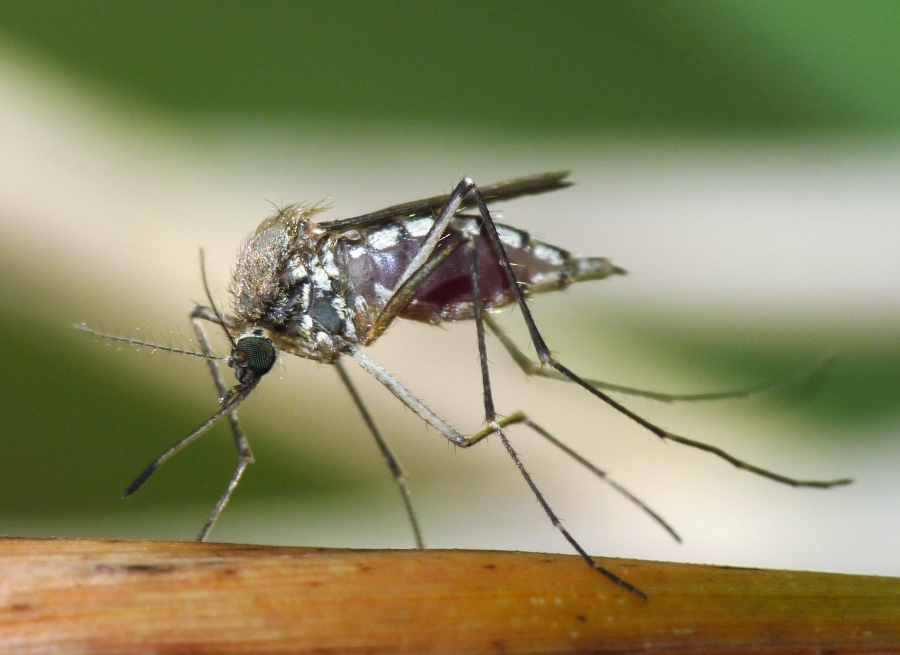 Due specie di Aedes